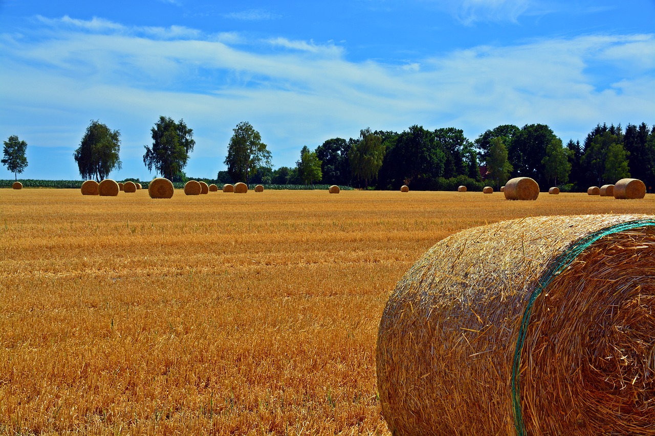 straw bales  cereals  agriculture free photo