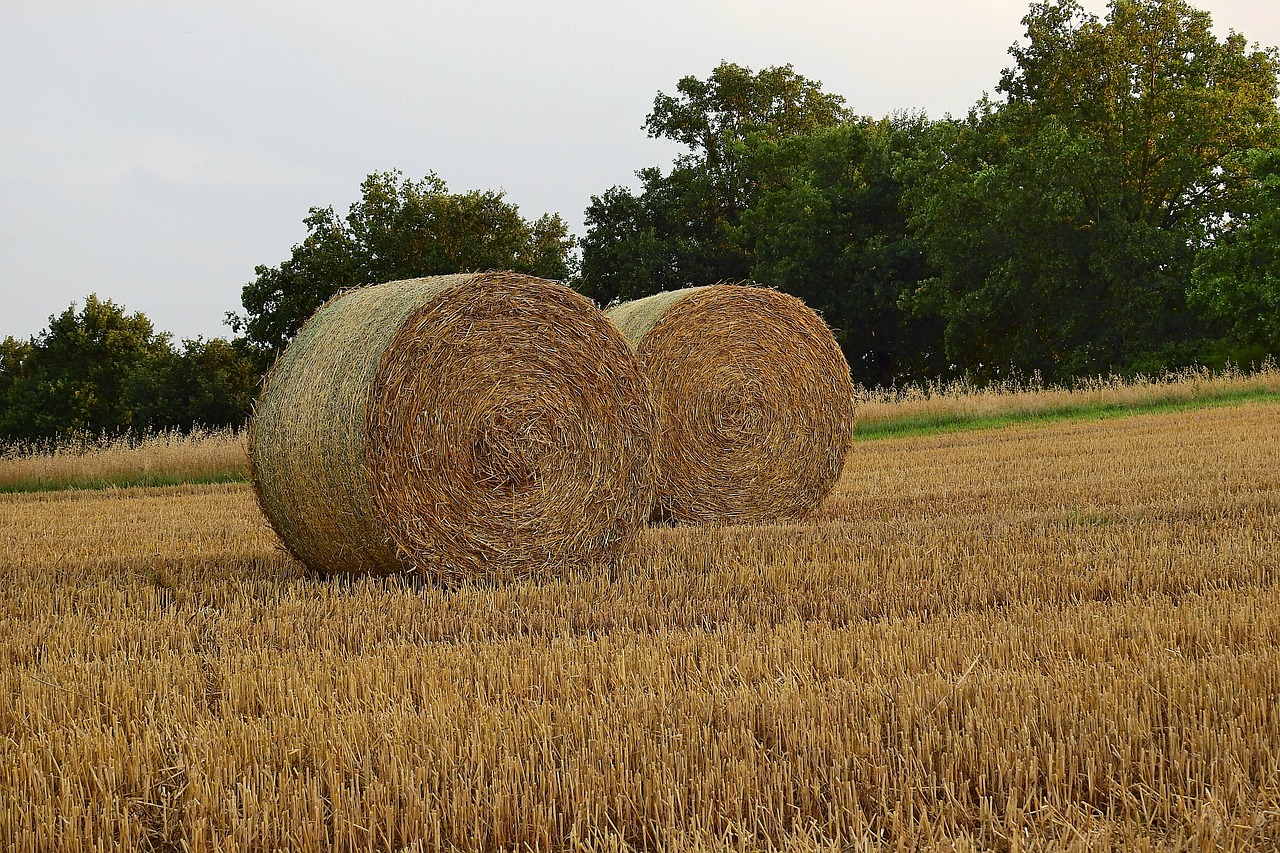 straw bales  stubble  agriculture free photo
