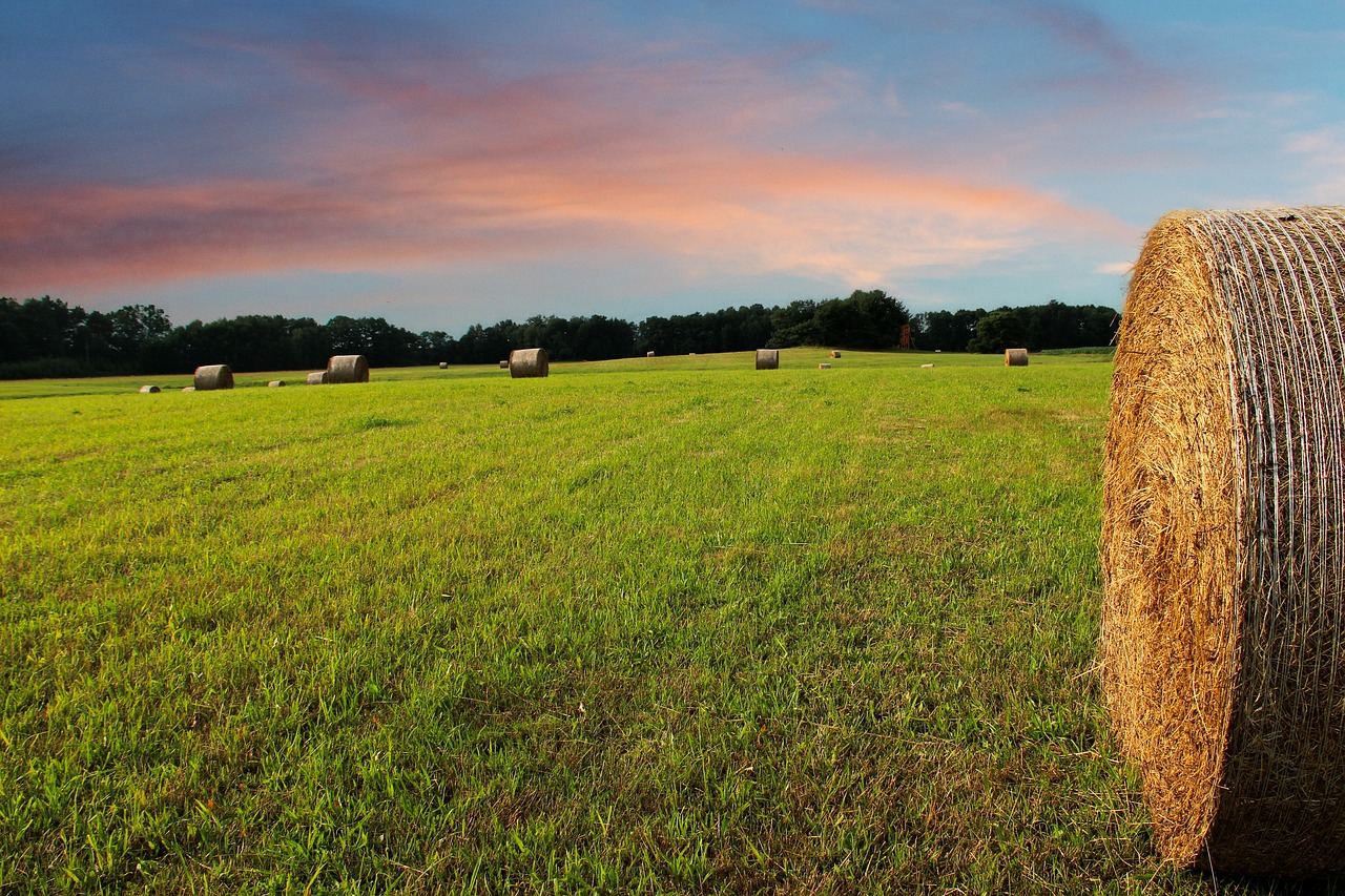 straw bales  arable  field free photo