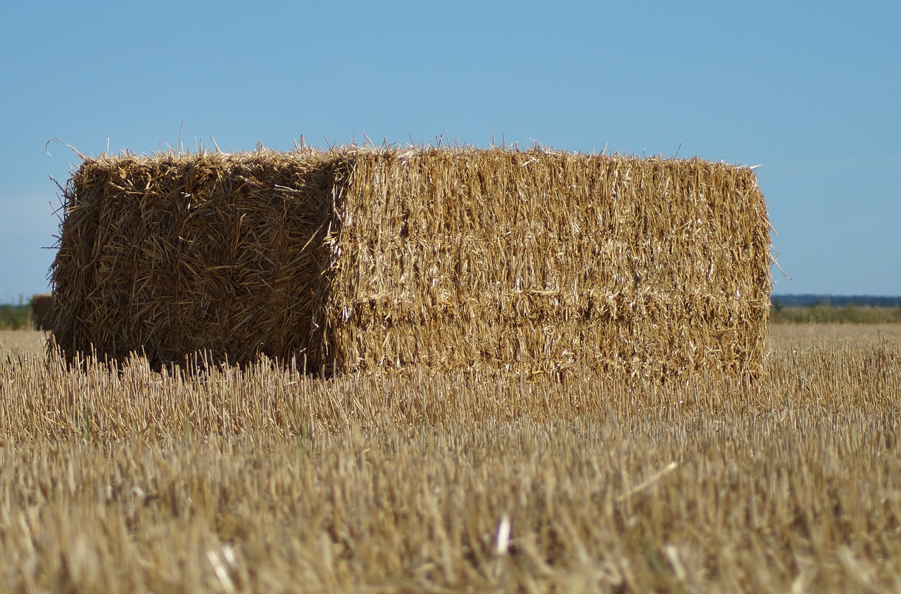 straw bales  square  pressed free photo