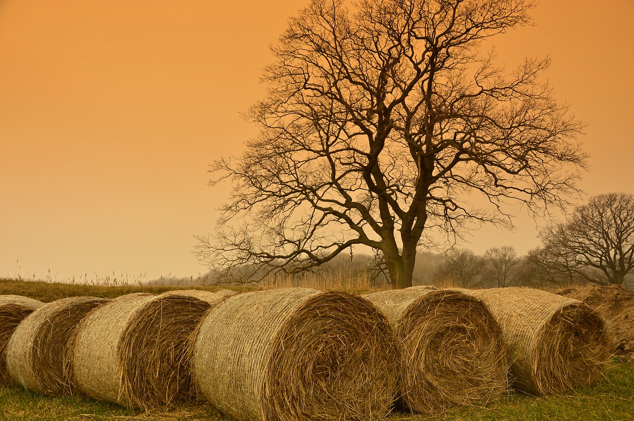 straw bales  straw  hay bales free photo