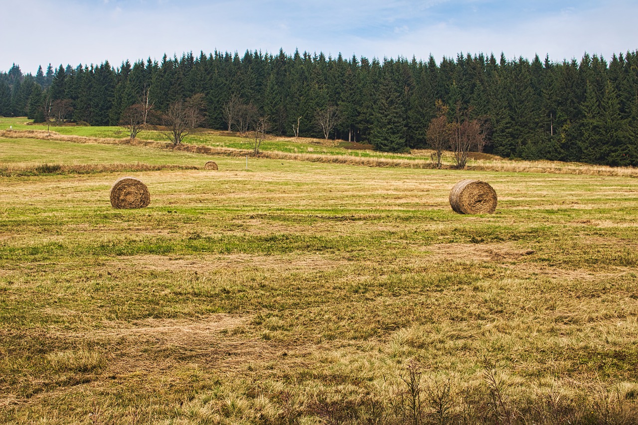 straw bales  field  landscape free photo