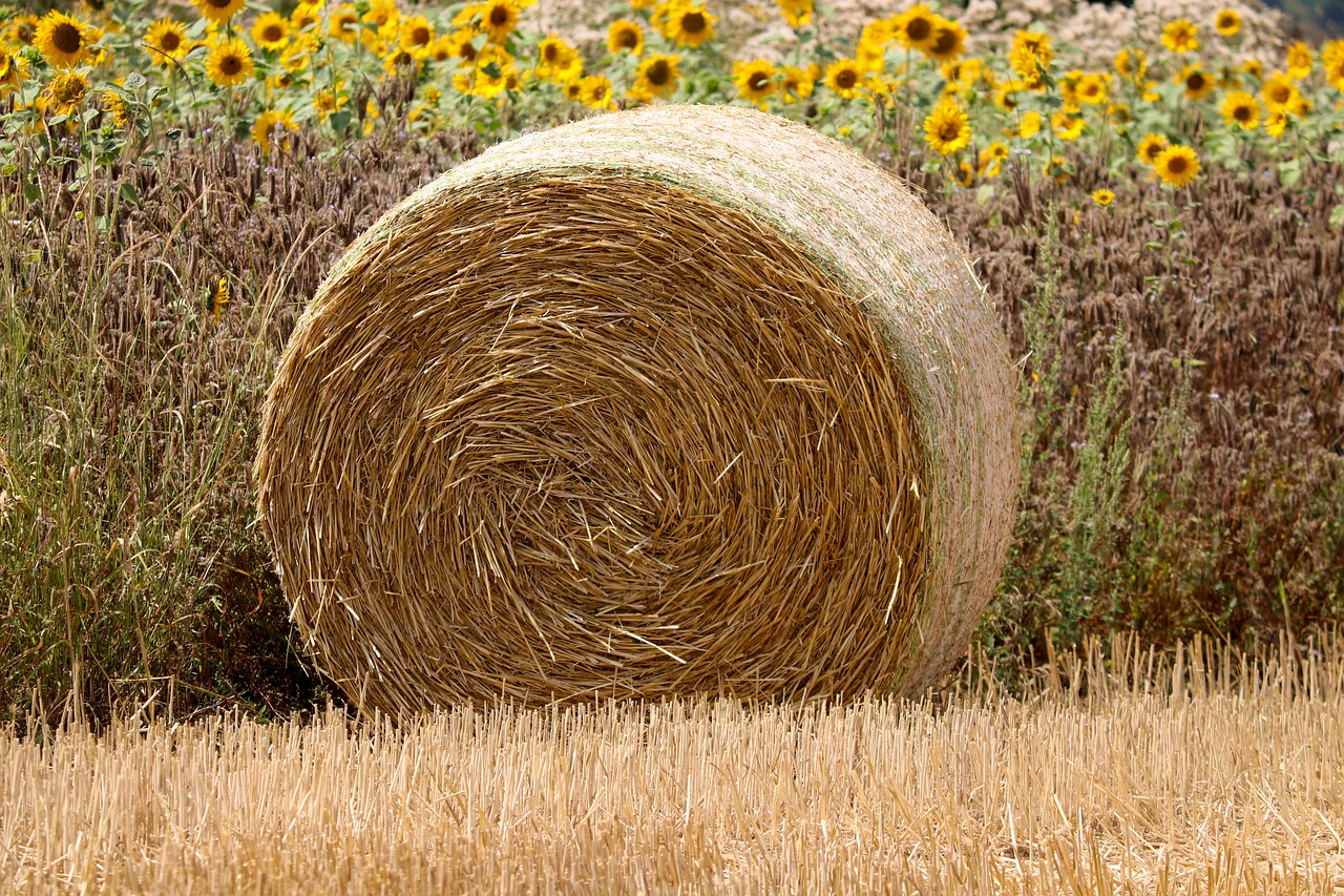 straw bales  straw  cereals free photo