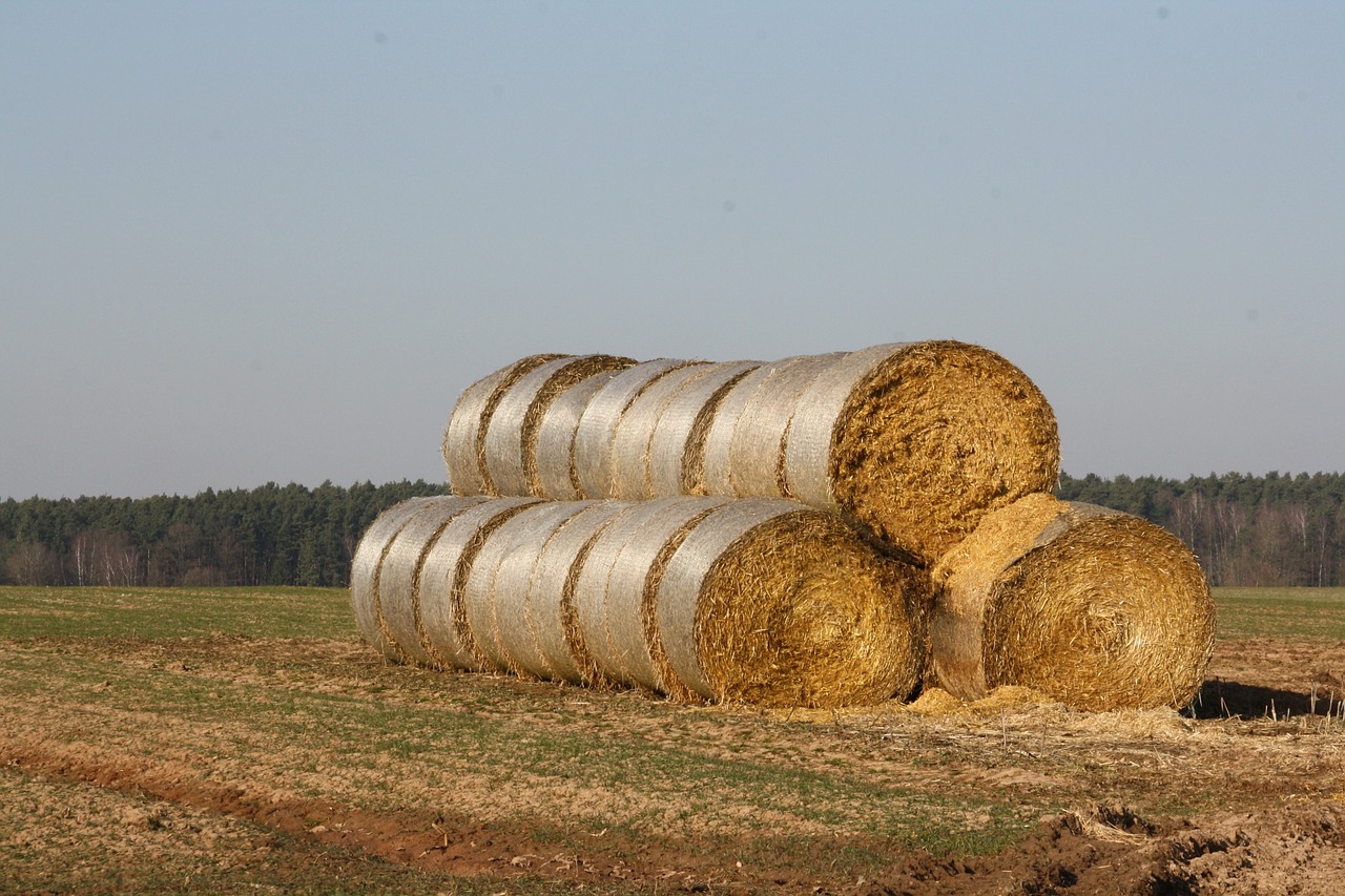 straw bales straw hay free photo