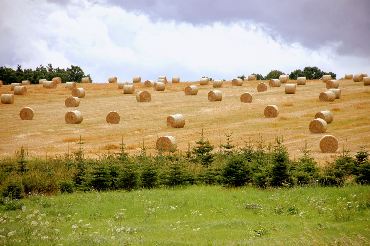 straw bales harvest agriculture free photo