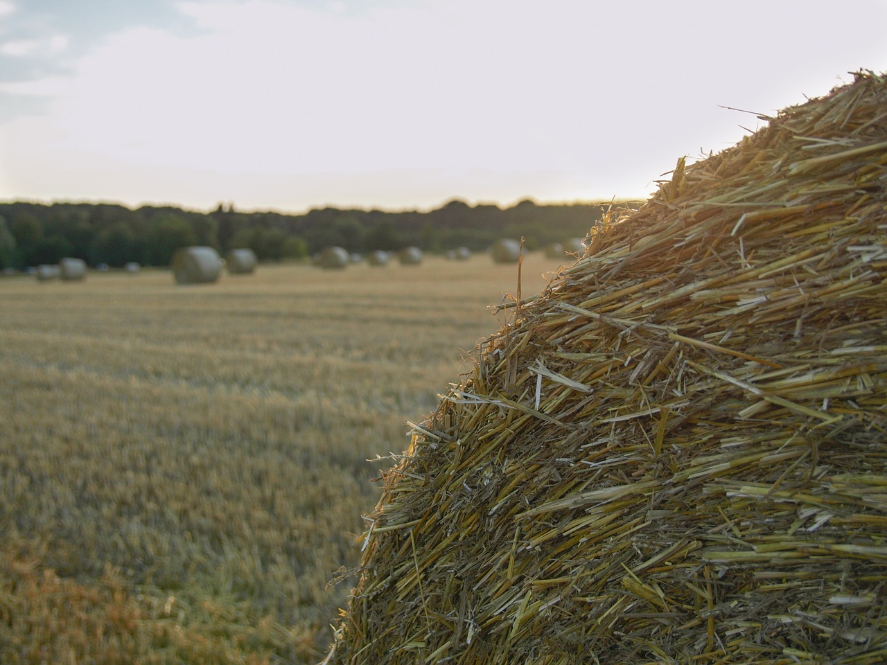 straw bales field straw free photo