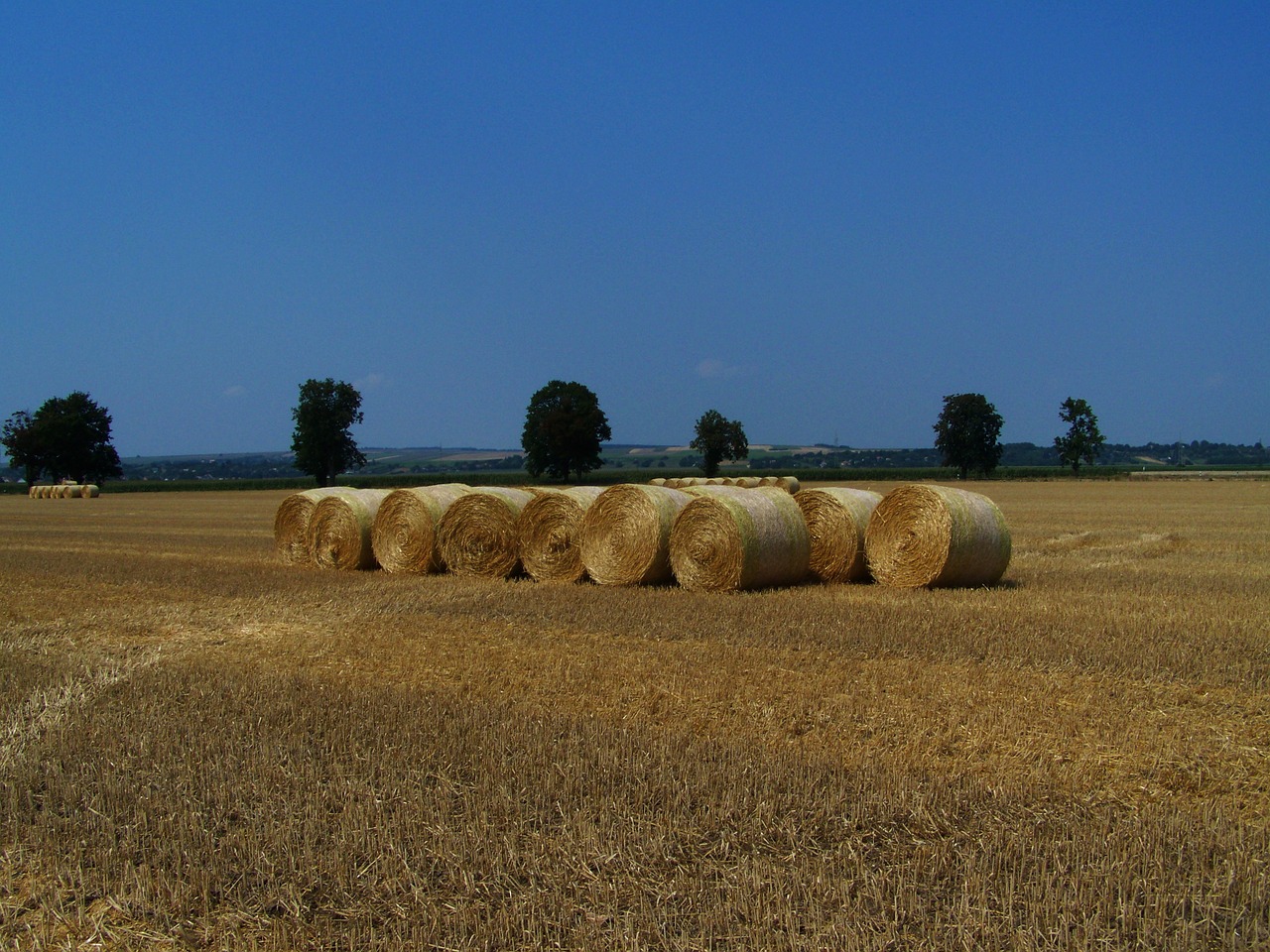 straw bales harvested wheat field summer free photo