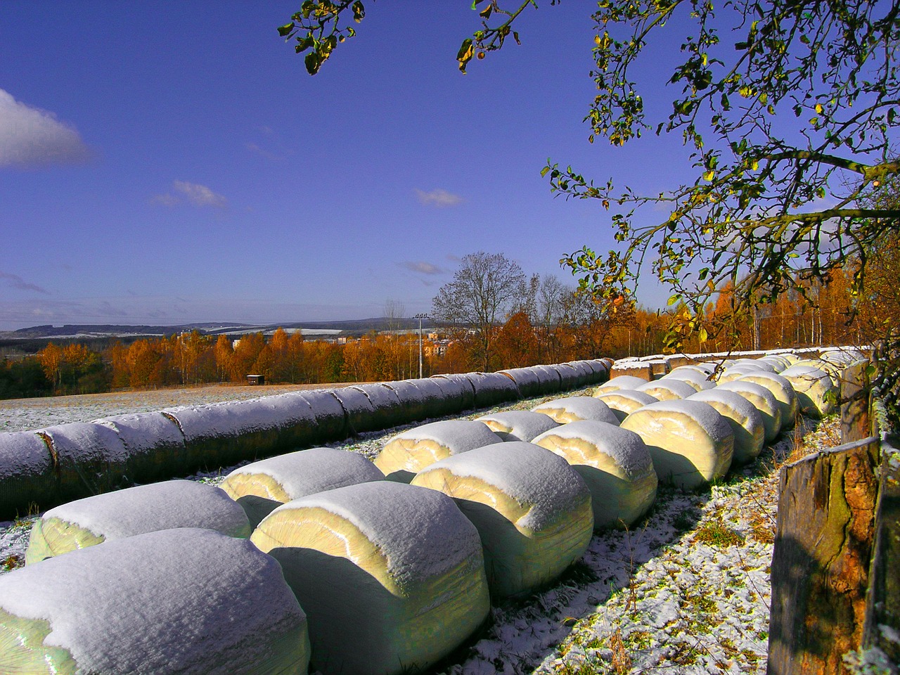 straw bales winter hay bales free photo