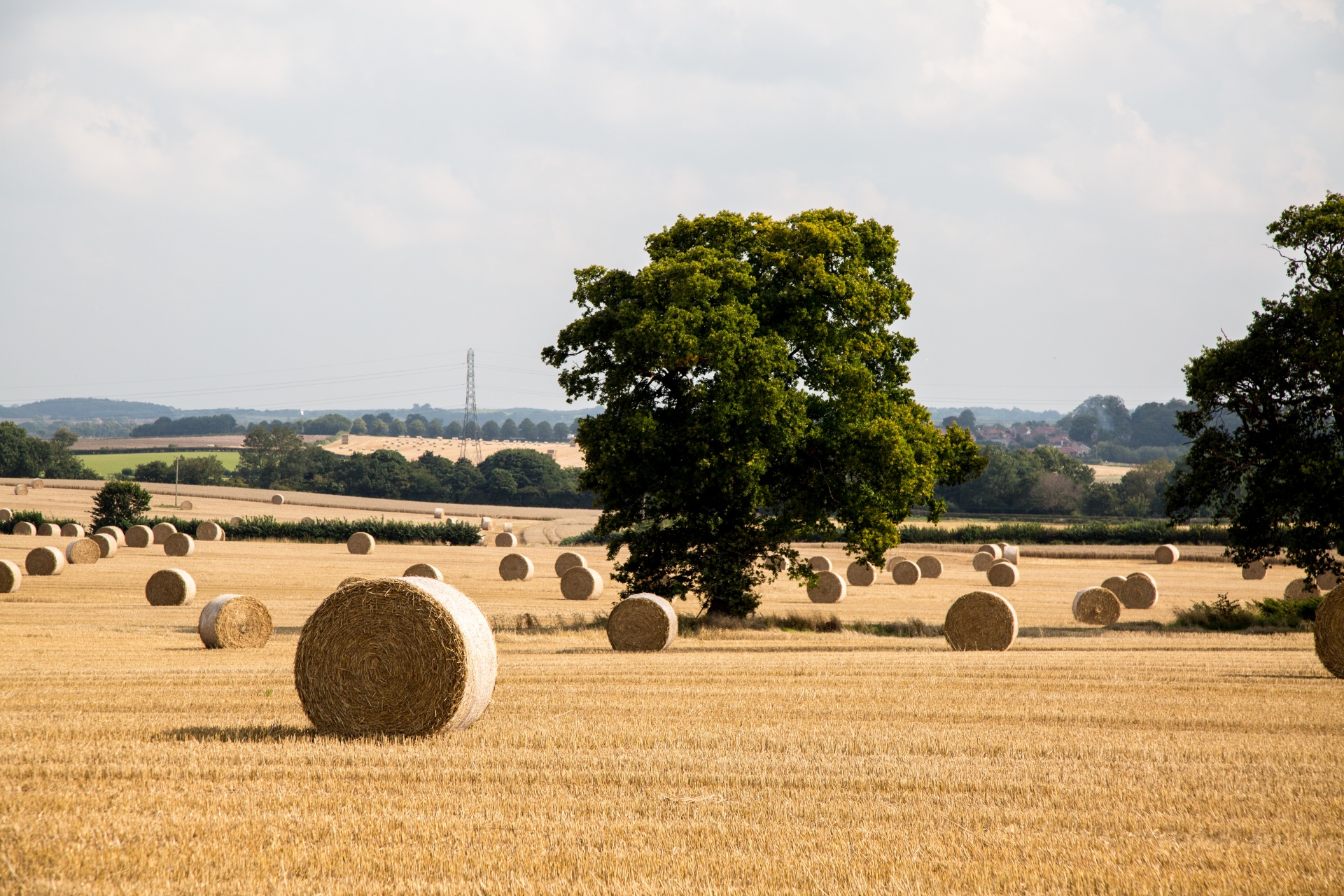 straw field grain free photo