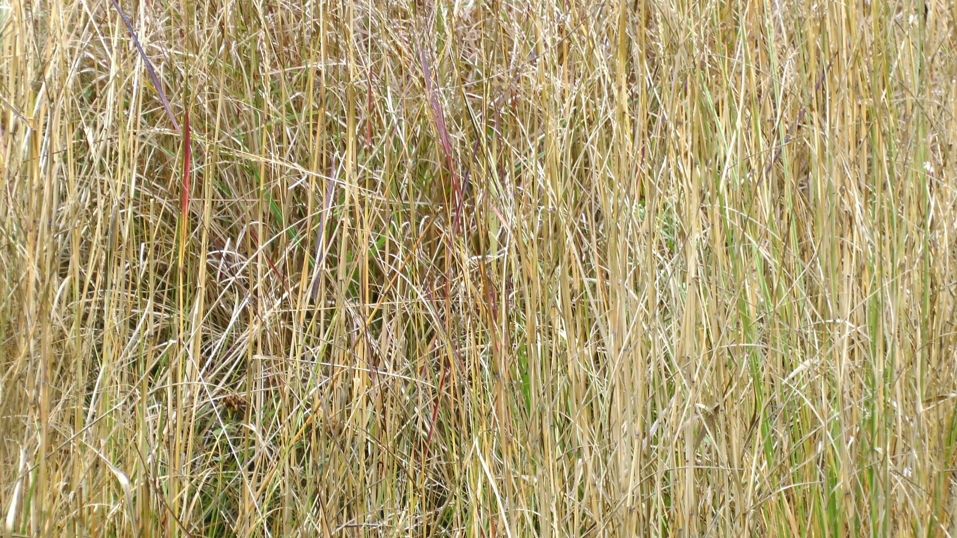 straw hay field free photo