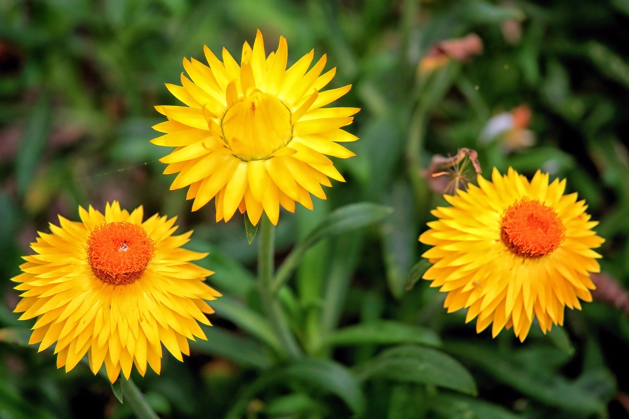 straw flowers flowers yellow free photo