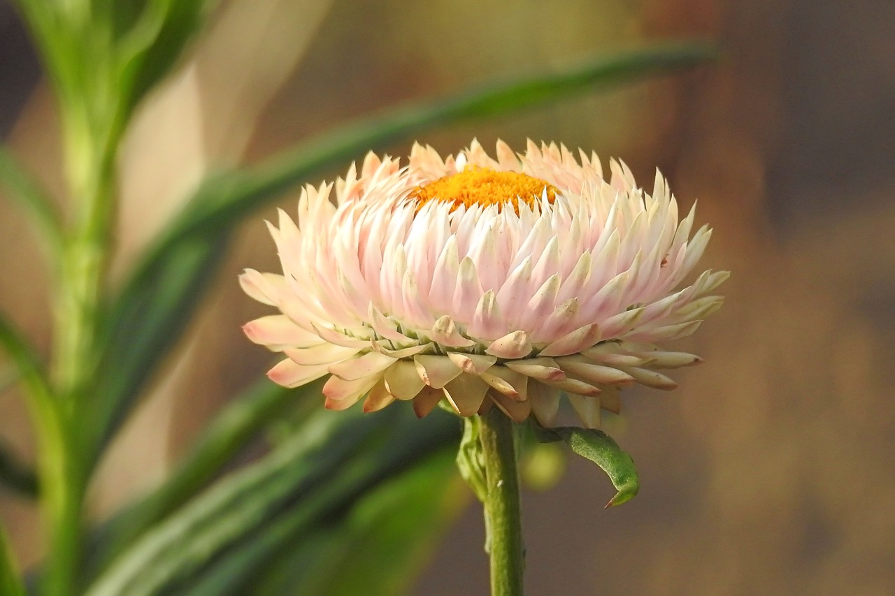 straw flowers composites helichrysum free photo