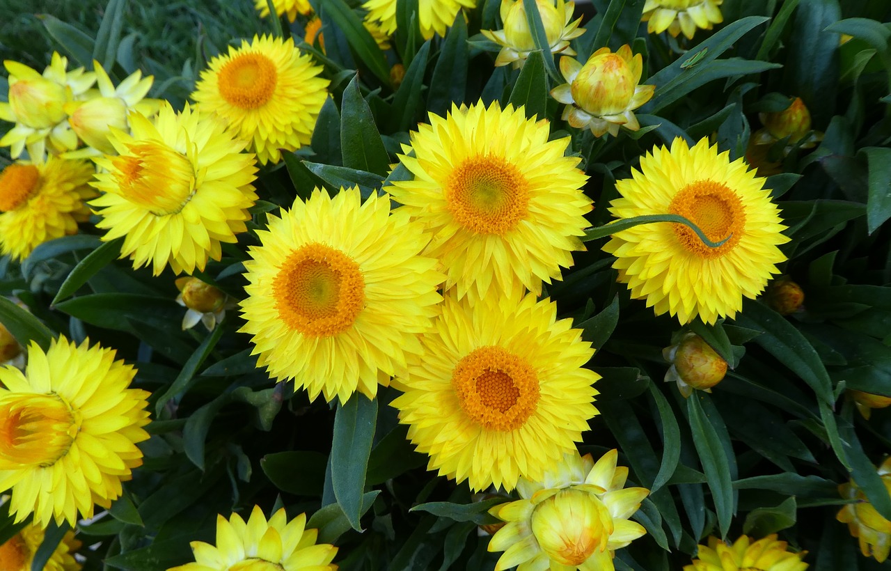 straw flowers  yellow flowers  summer free photo