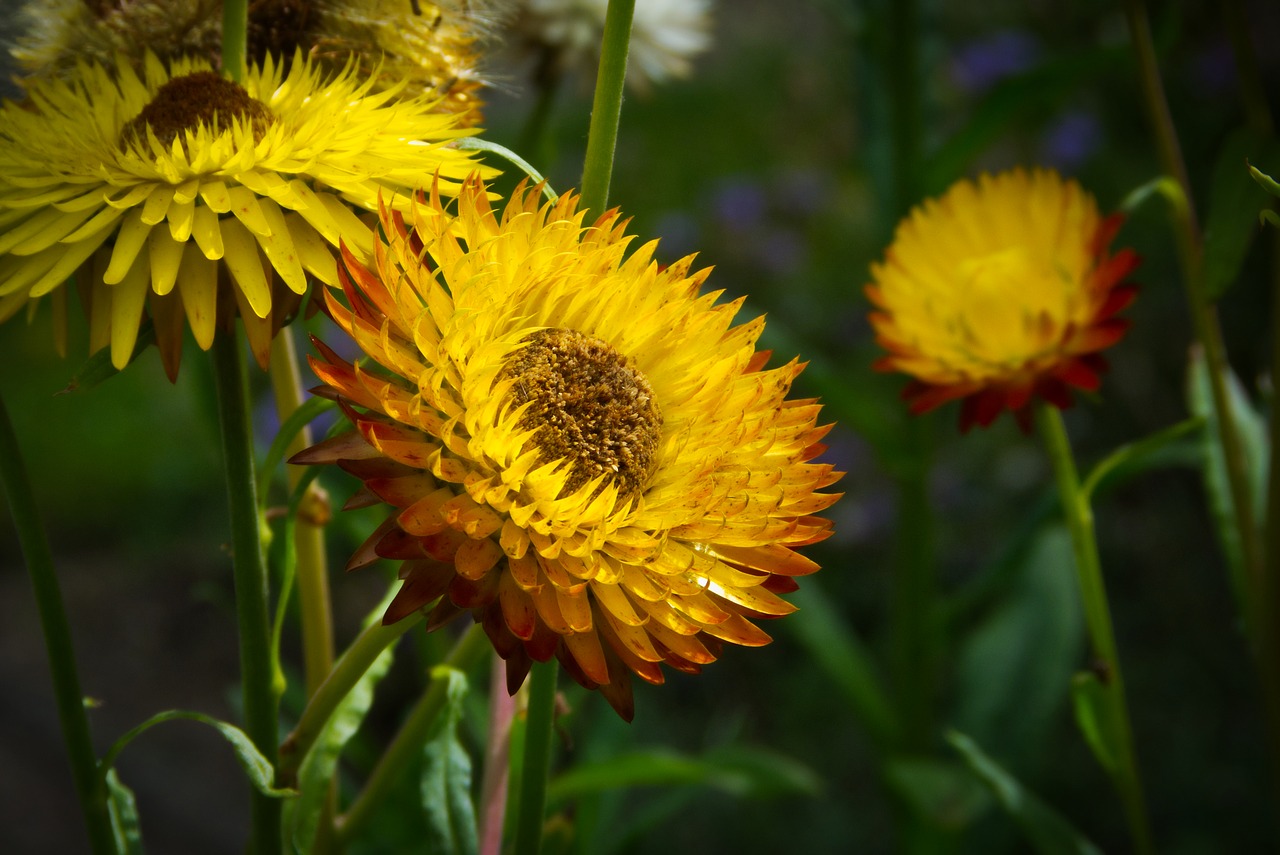 straw flowers  flowers  yellow free photo