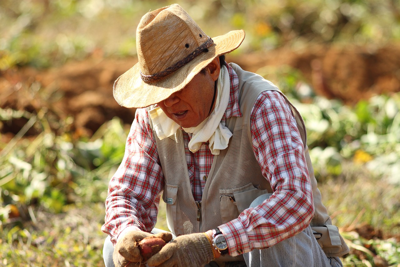 straw hat farmer sweet potato farming free photo