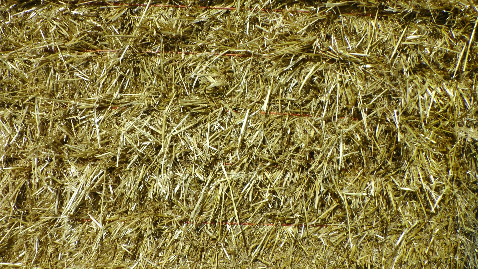 background straw hay background straw free photo