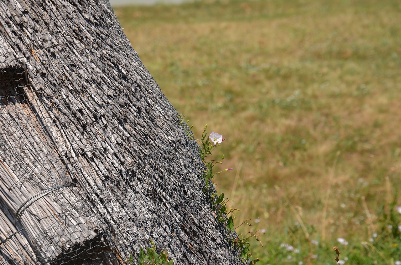 straw hut flower pink free photo