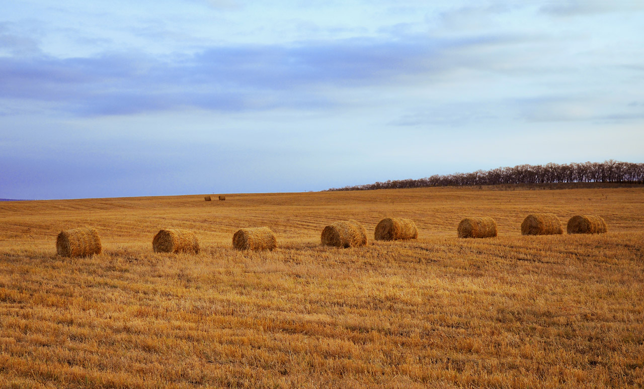 harvested straw procured free photo