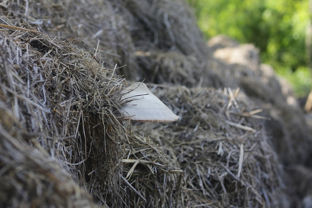 straw mushroom mushroom nature free photo