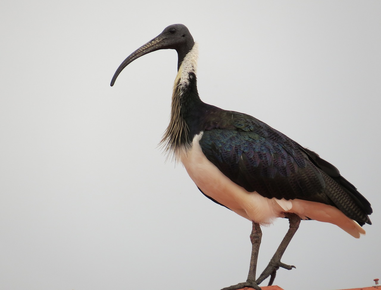 straw-necked ibis threskiornis spinicollis birds free photo