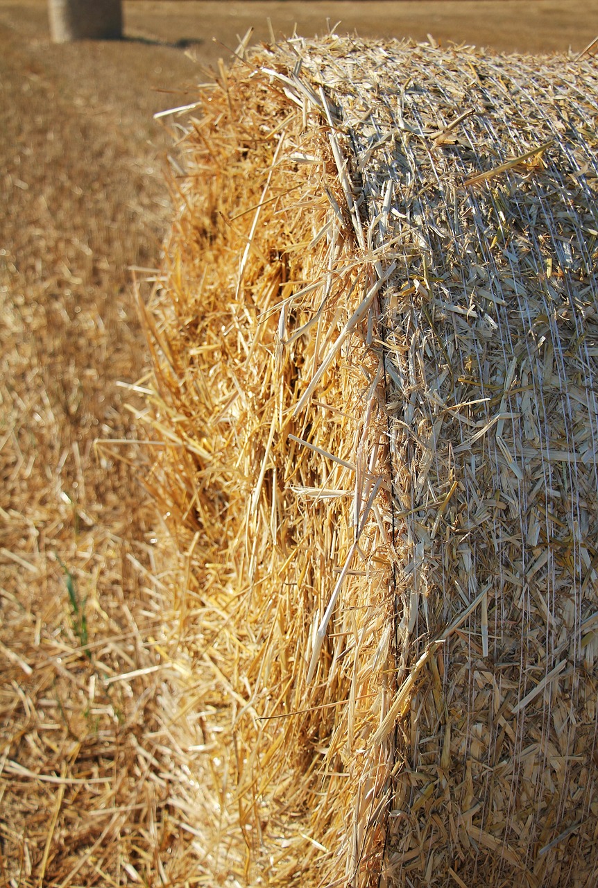 Download free photo of Straw role,harvest,straw,agriculture,round bales ...