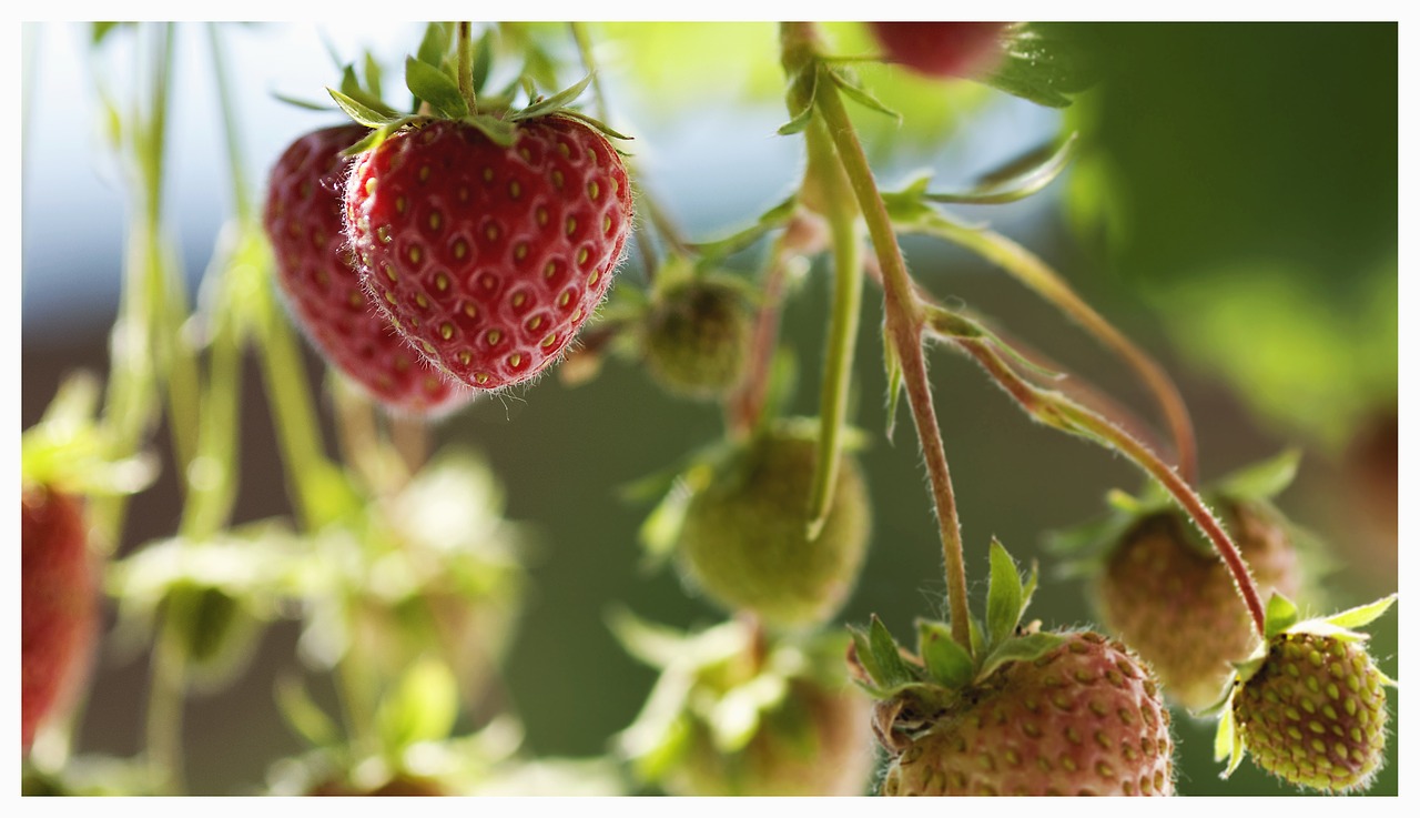 strawberries fruit fruits free photo