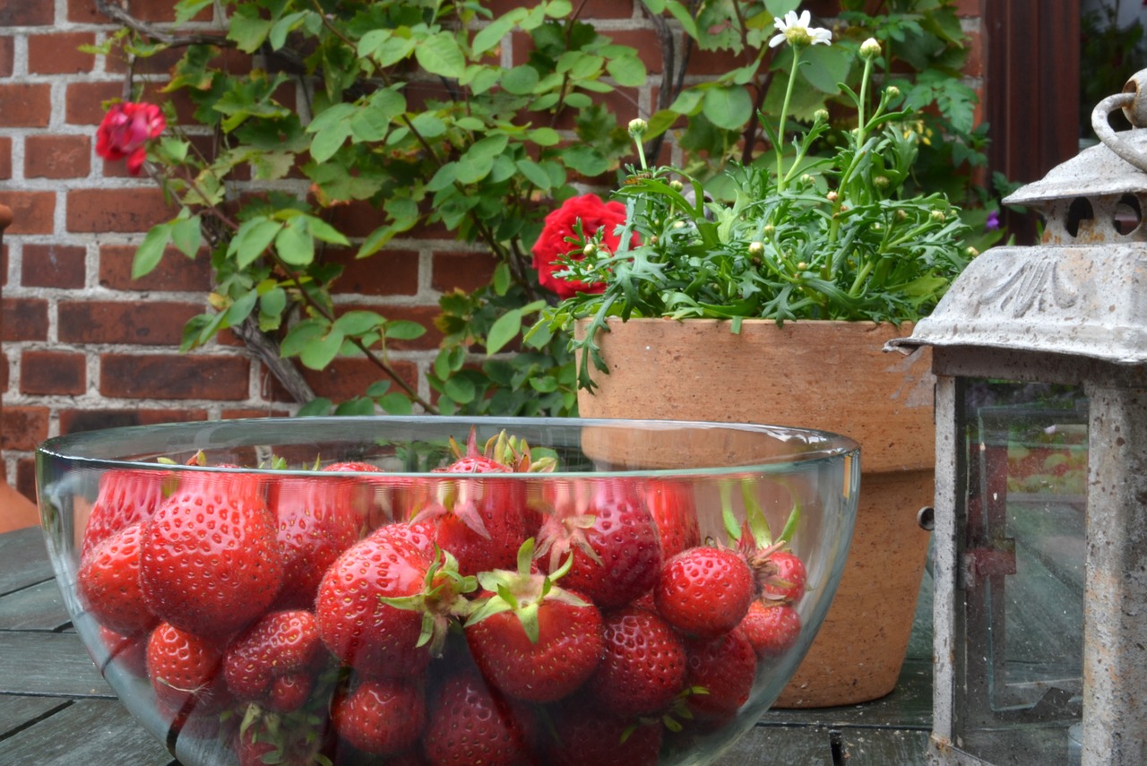 strawberries still life red free photo