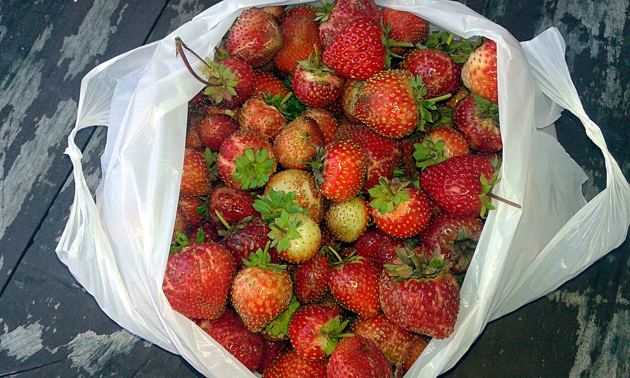 strawberries summer autumn free photo