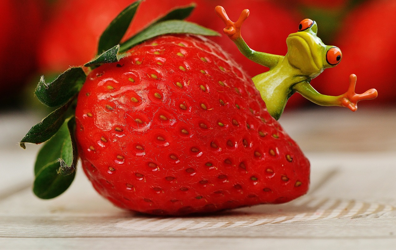 strawberries frog funny free photo