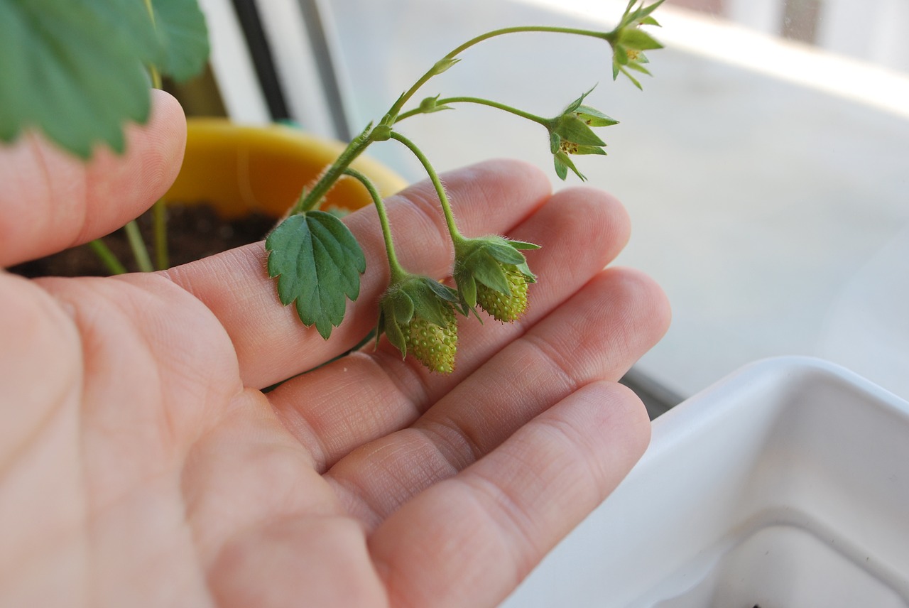 strawberries green young free photo