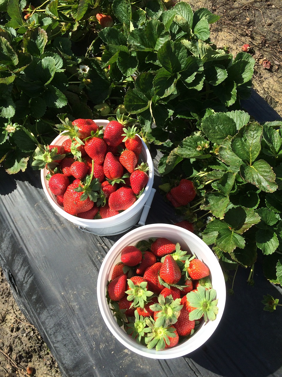 strawberries strawberry picking farm free photo