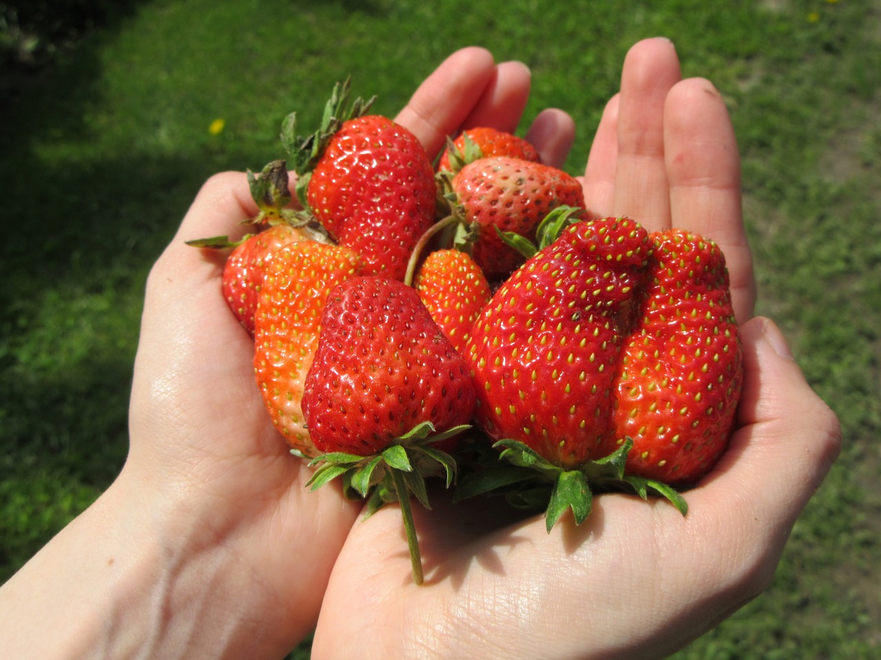 strawberries hands fruit free photo