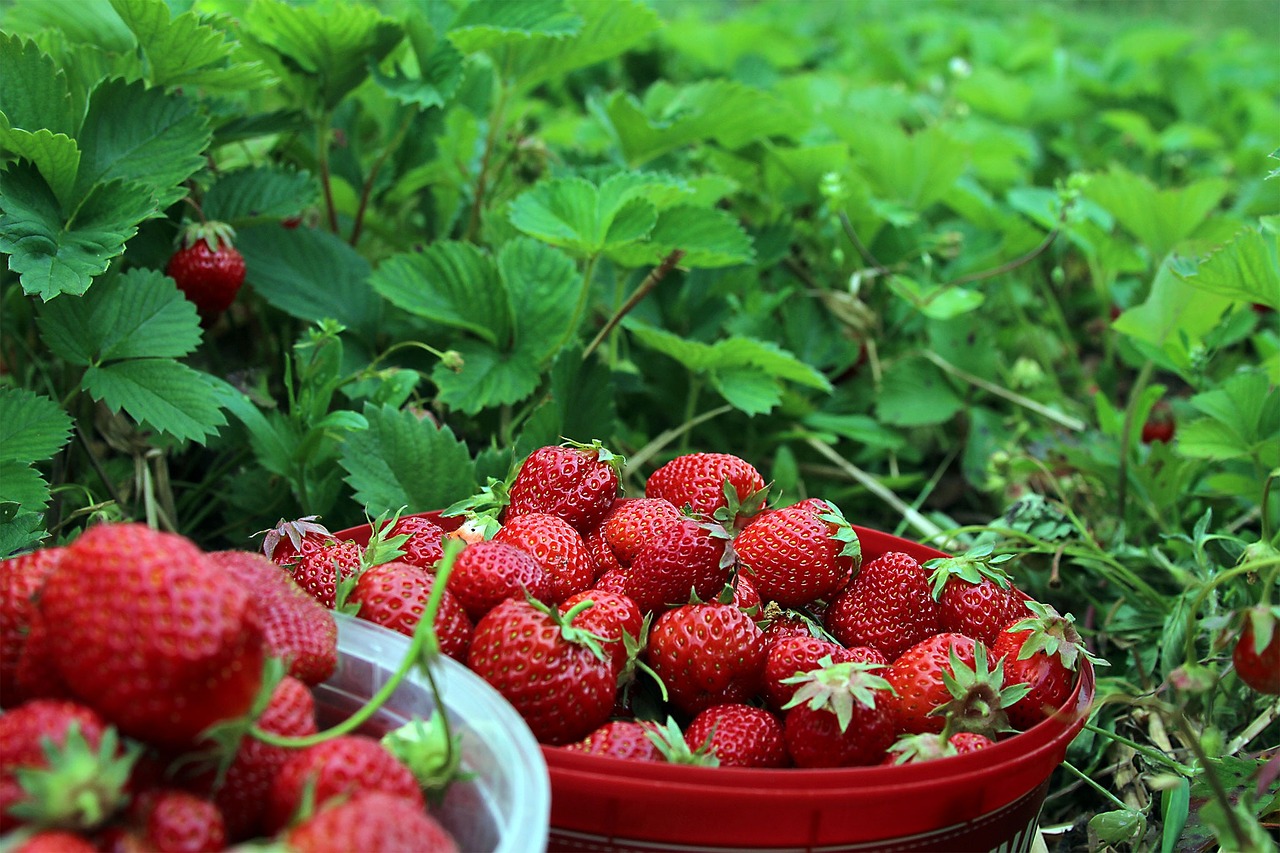 strawberries ekoodlade midsummer free photo