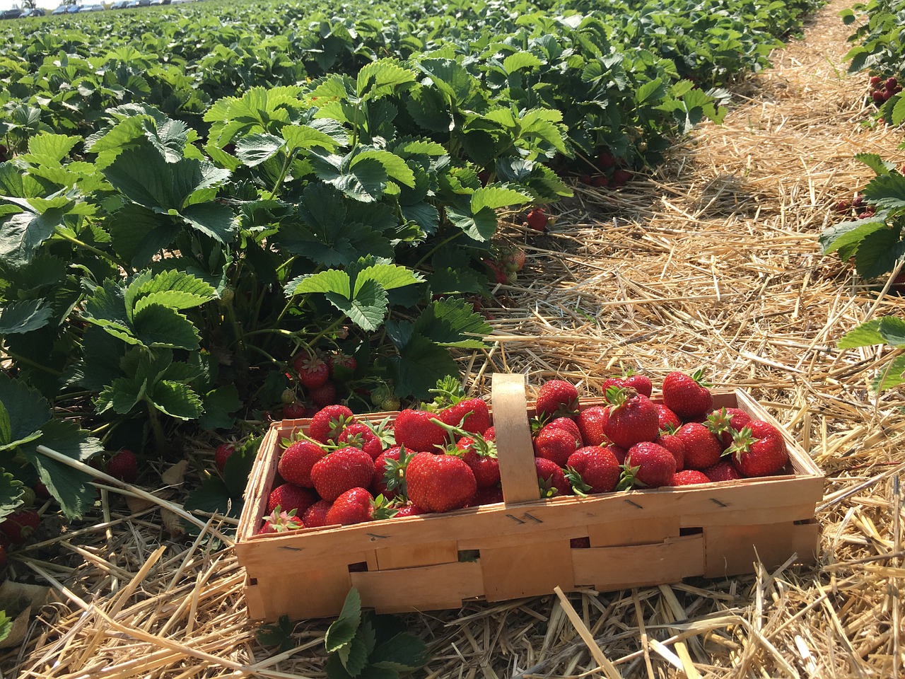 strawberries straw berries free photo