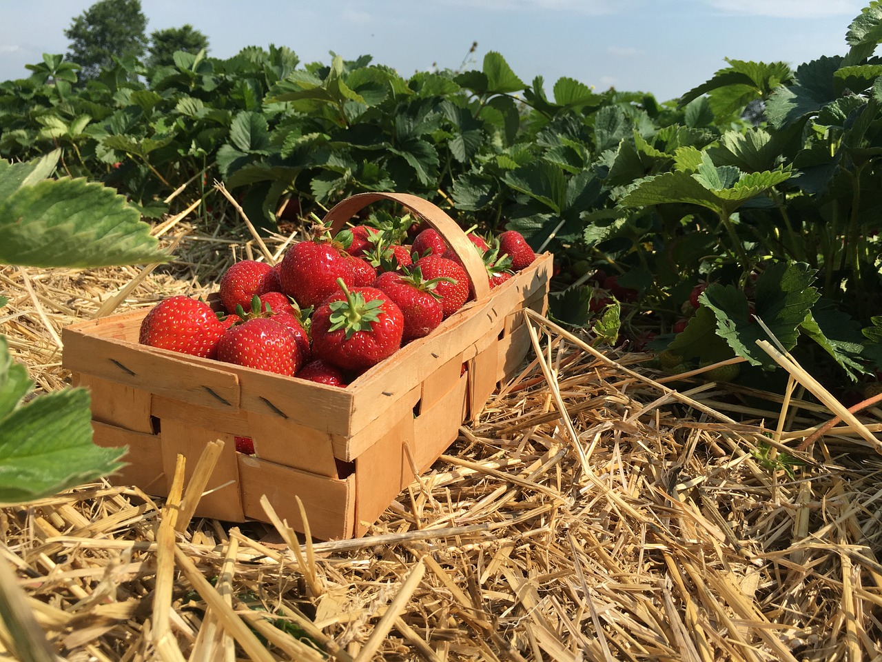 strawberries straw berries free photo