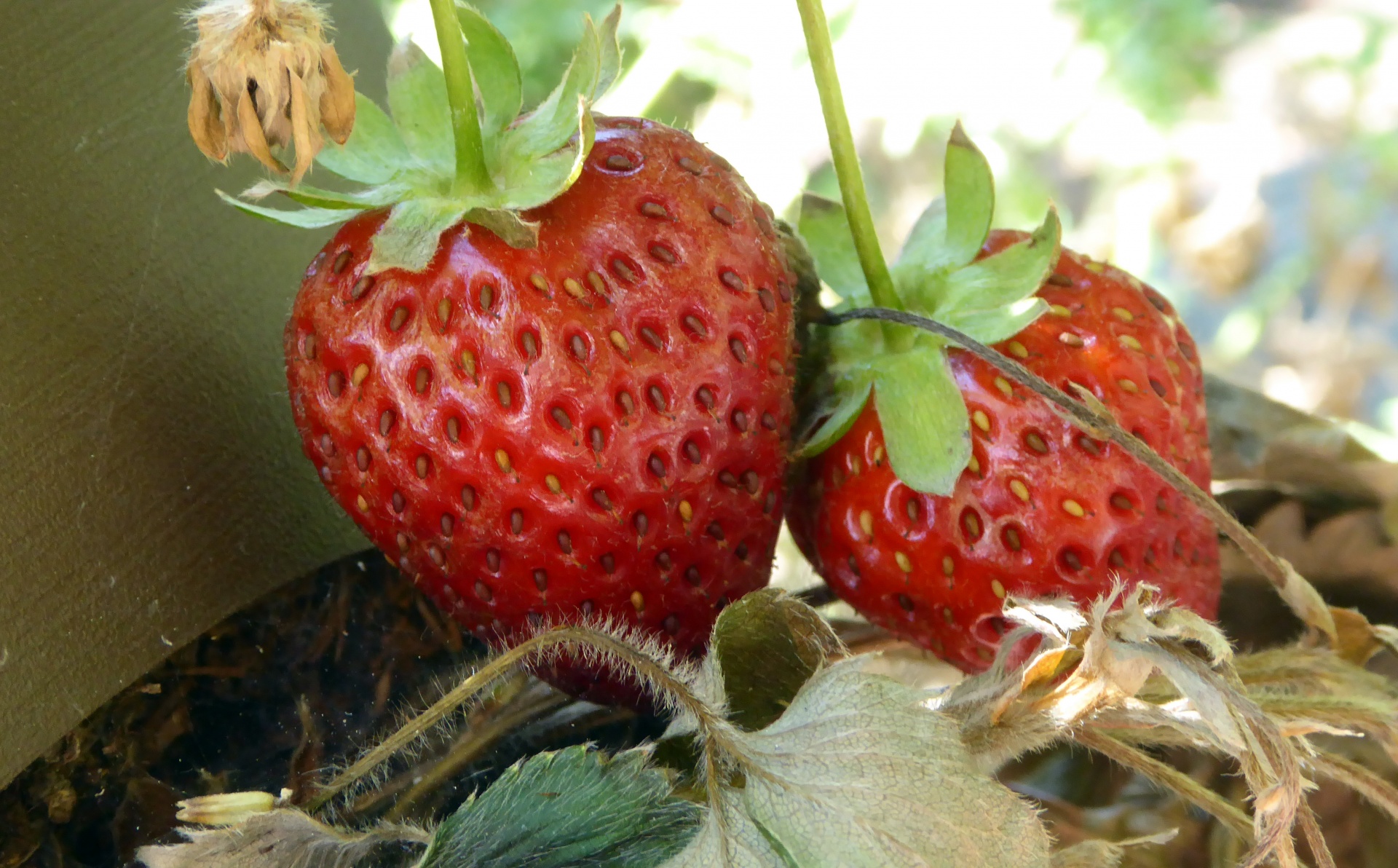 strawberries strawberry garden free photo