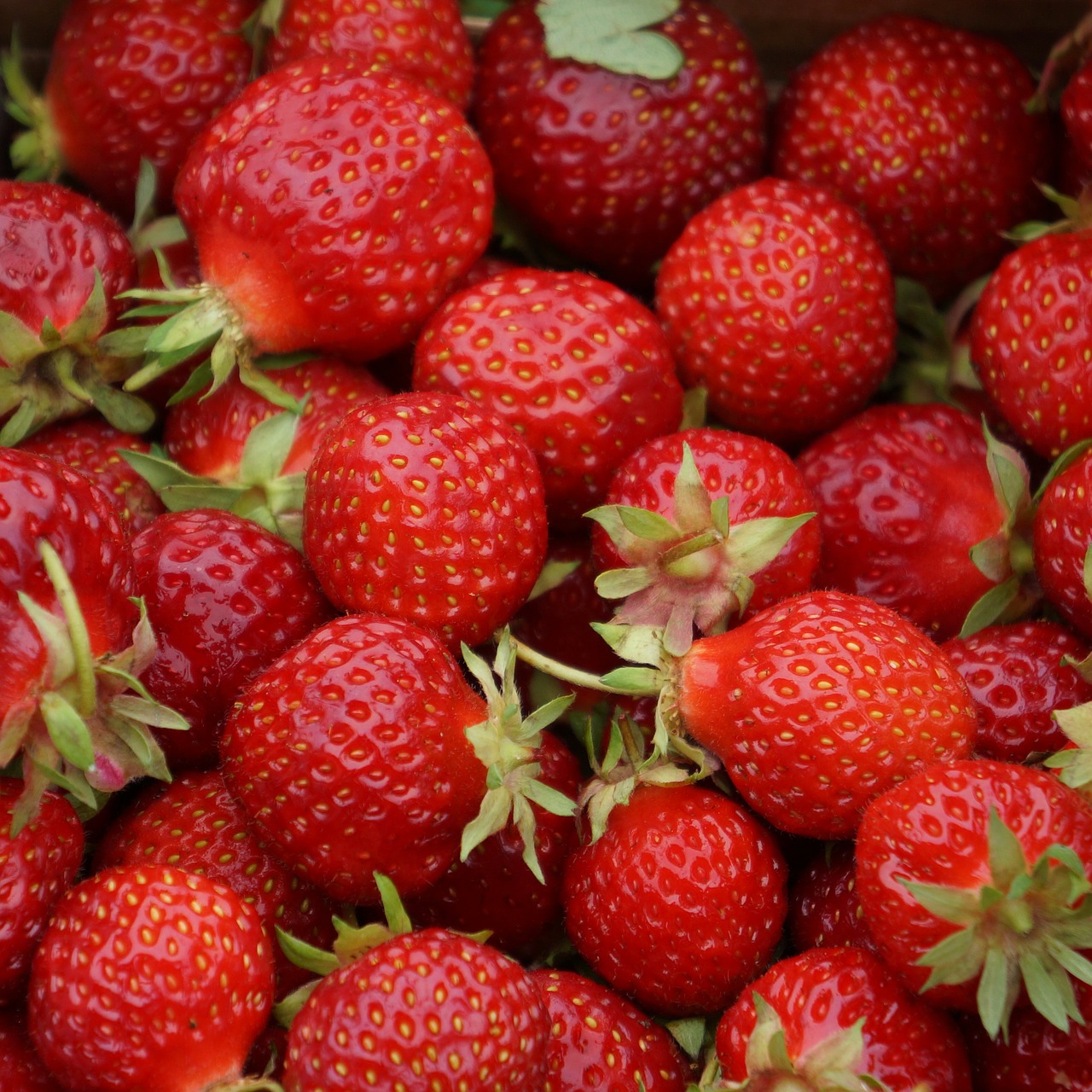 strawberries berries red berries free photo