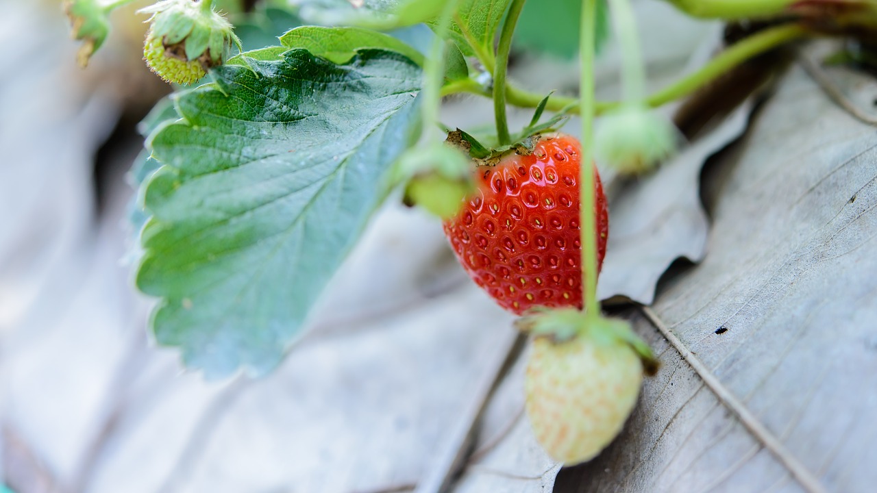 strawberries fresh strawberry free photo