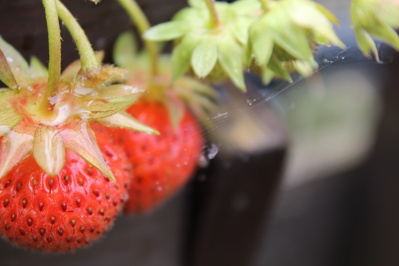 strawberries vine homemade free photo