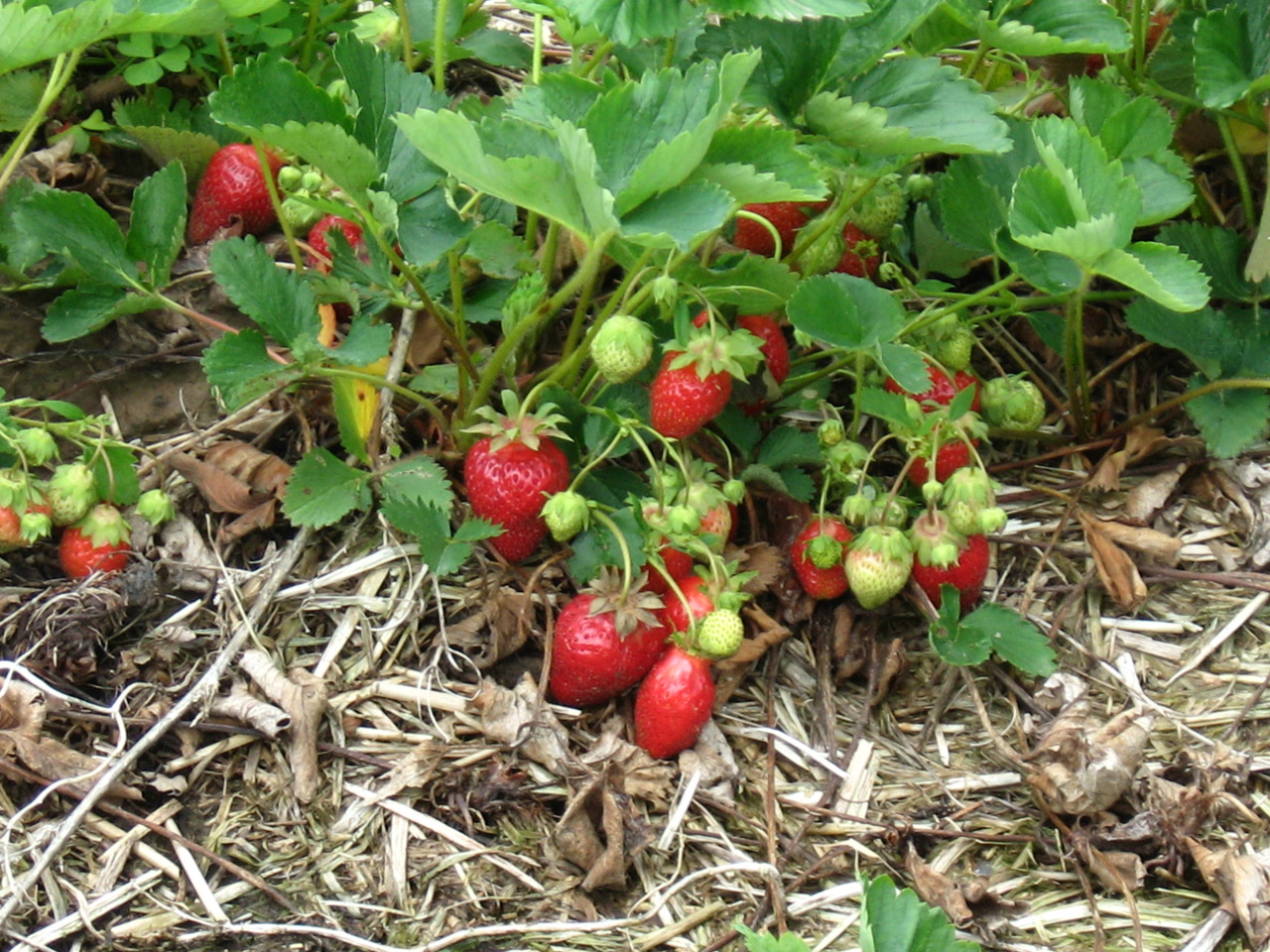 strawberry fruit harvest free photo