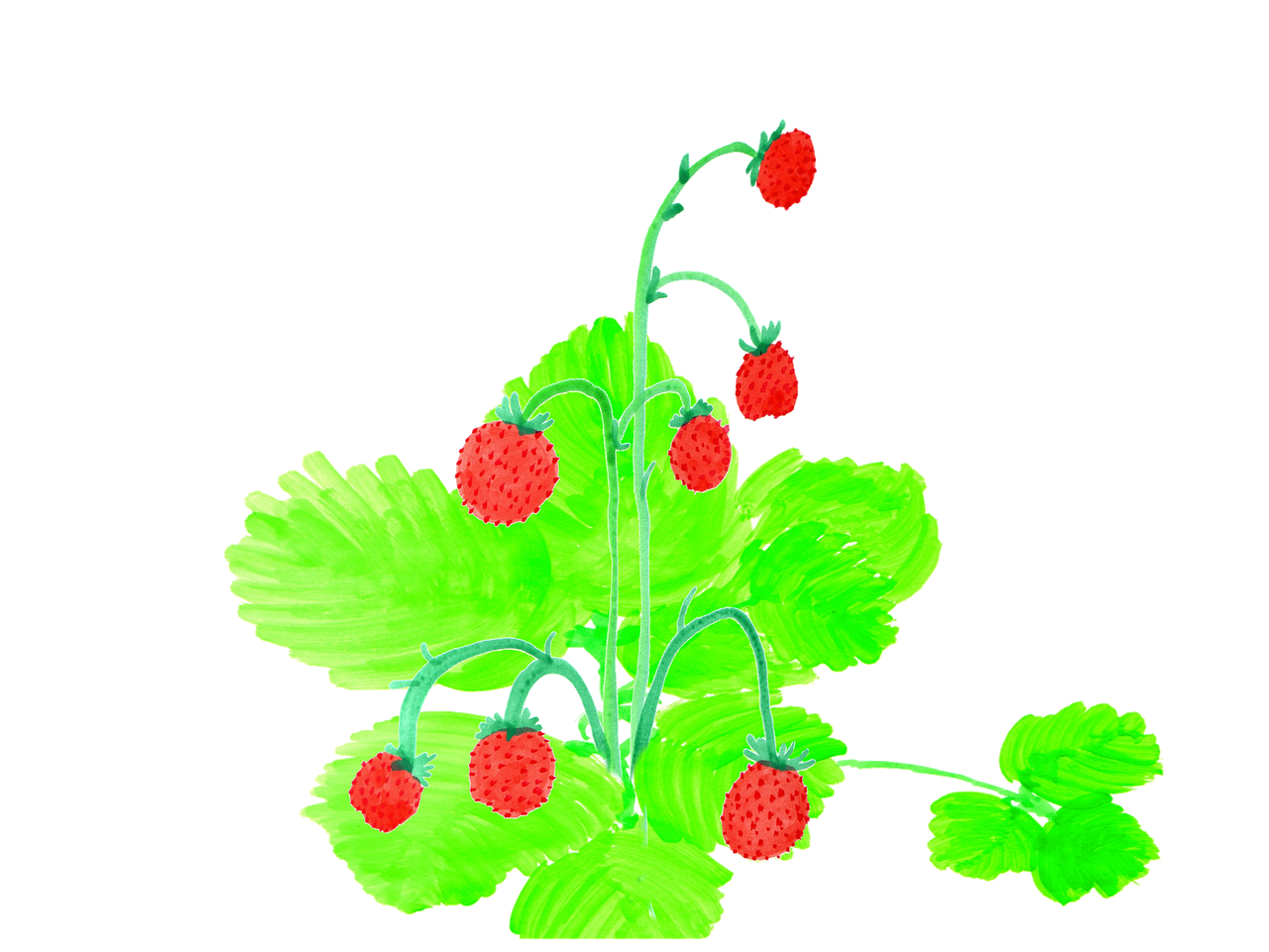 strawberries watercolor handpainted free photo