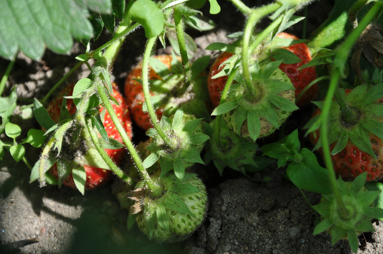 strawberries fruit garden free photo