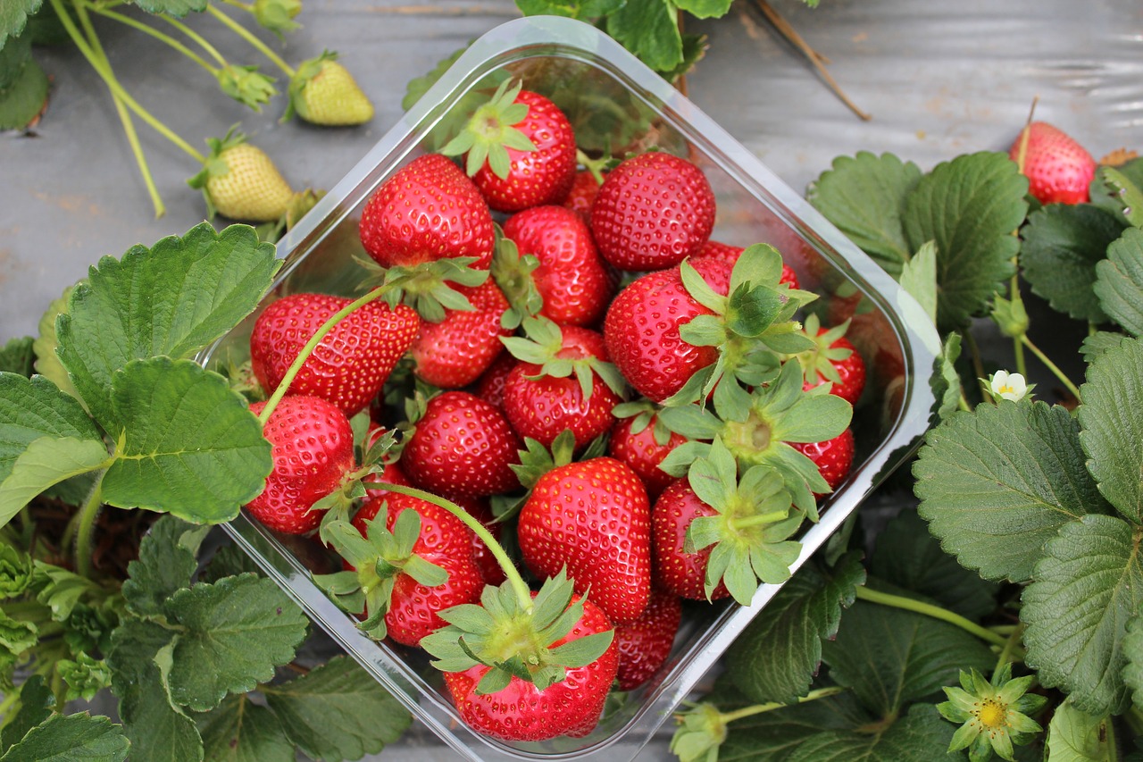 strawberries garden farm free photo