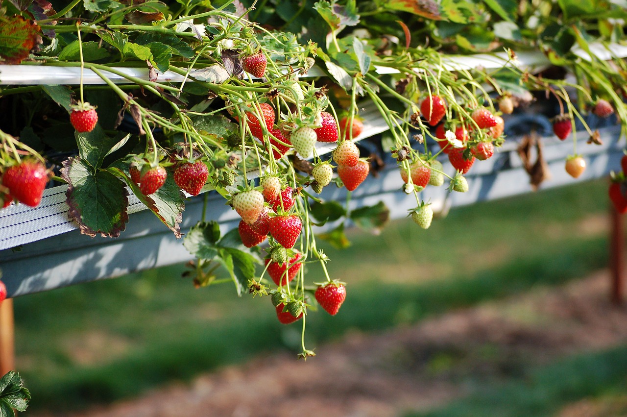 strawberries england fruit free photo