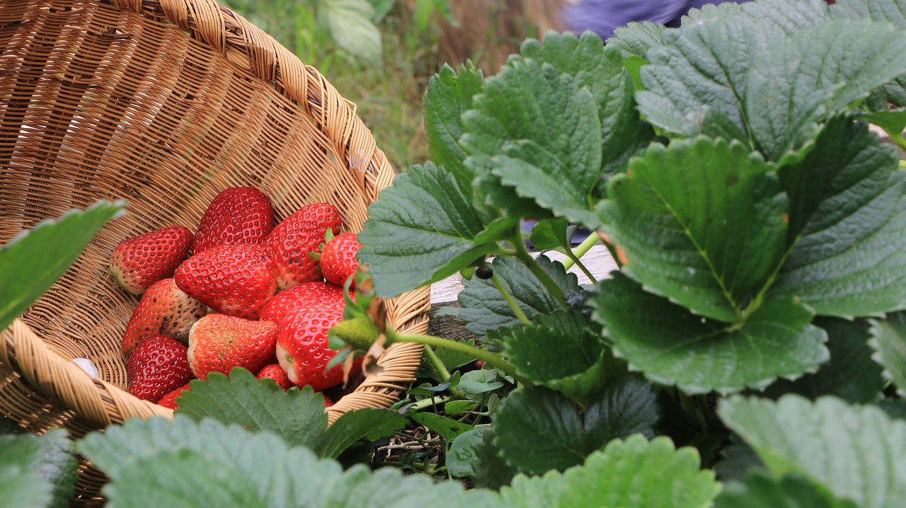 strawberries plants huerta free photo