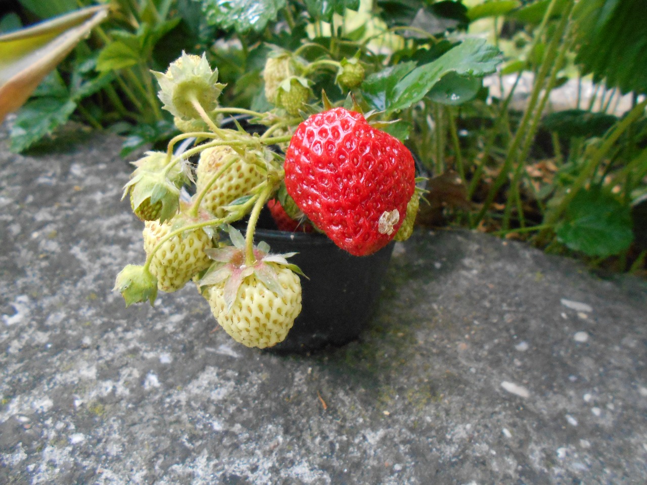 strawberries red fruit free photo