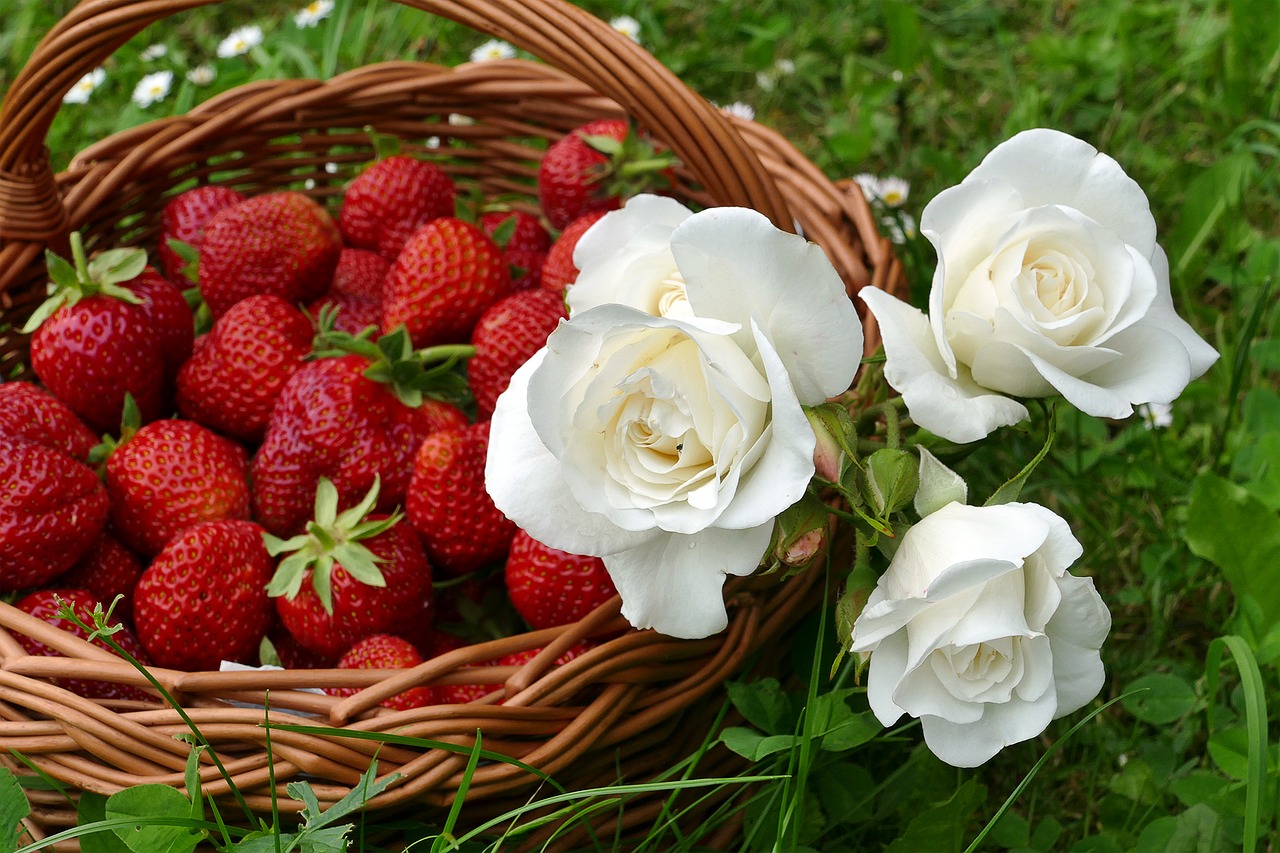 strawberries white roses willow basket free photo