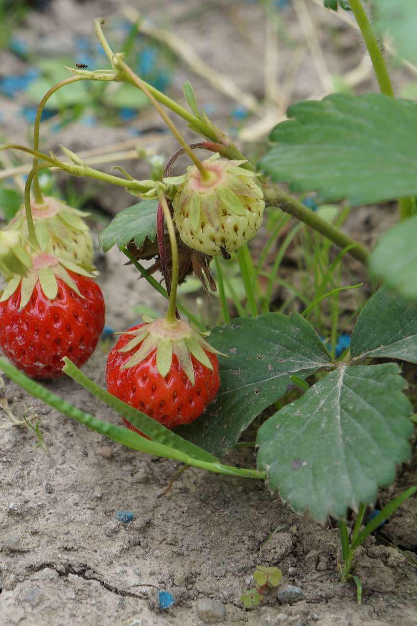 strawberries red sweet free photo