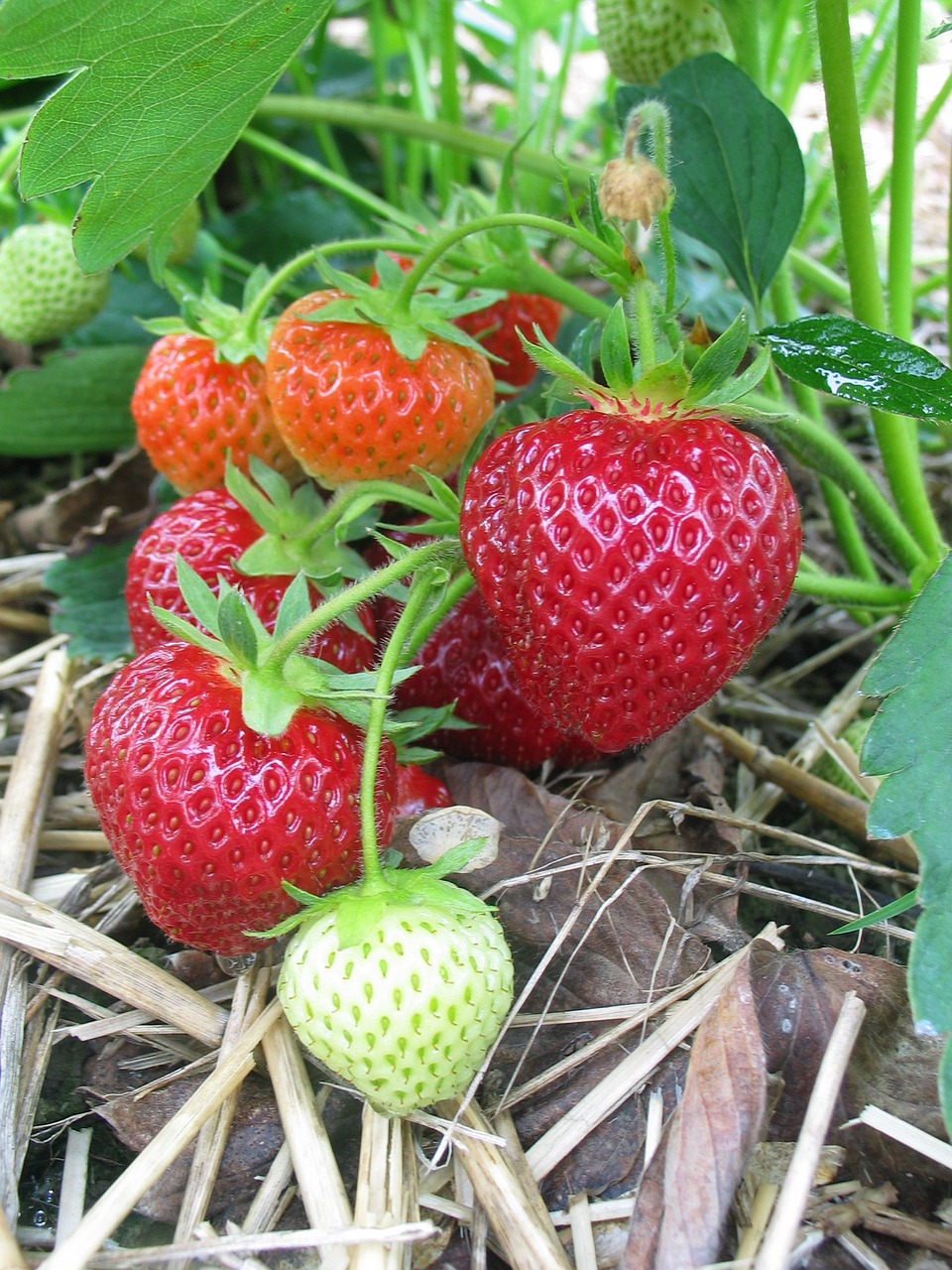 strawberries fruit fruits free photo