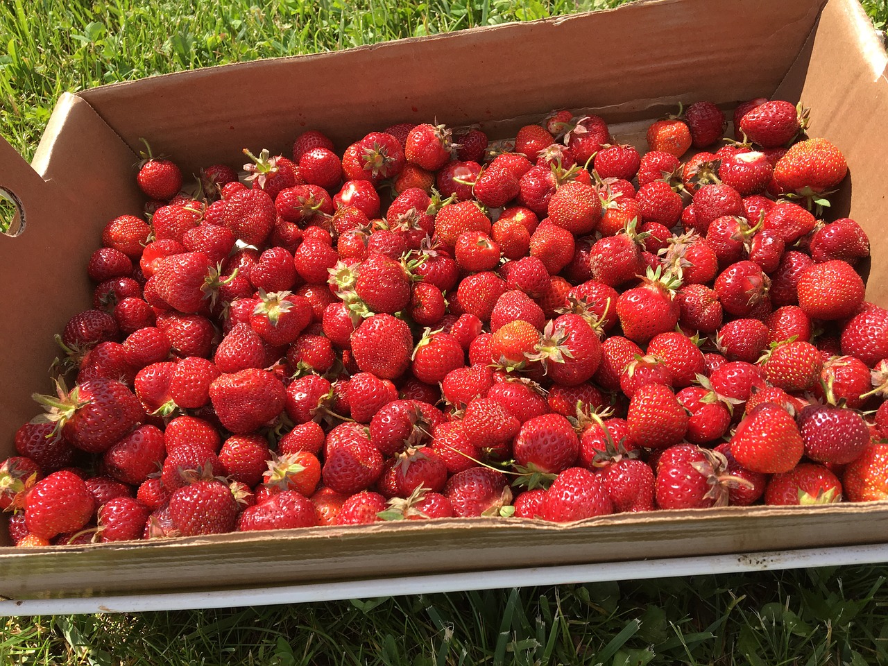 strawberries summer fresh free photo